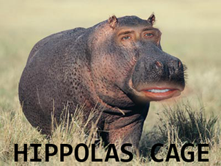 Illustration for article titled Top 5 Nick Cage Images on My Computer